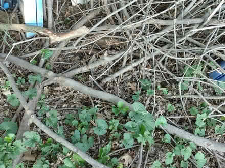 Photo of free Sticks & logs 4 bonfires/ heating (Warren Woods 12 Hoover) #2