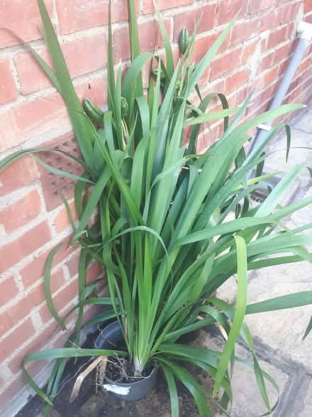 Photo of free Iris plants (Oxford OX4) #1