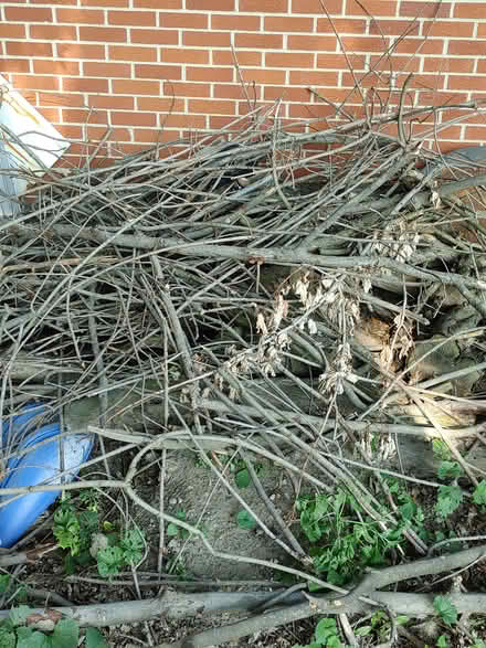 Photo of free Sticks & logs 4 bonfires/ heating (Warren Woods 12 Hoover) #1