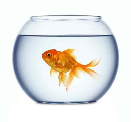 Photo of Small fish bowl/tank (Brogborough MK43) #1