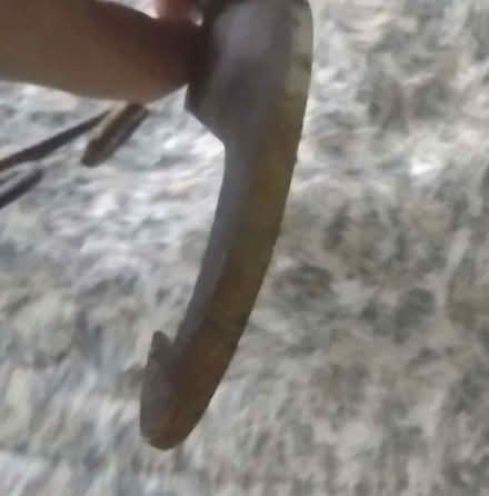 Photo of free Project? Wall sconce. (Corby NN18) #2