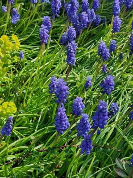 Photo of free Muscari (grape hyacinch) bulbs (Handbridge CH4) #1