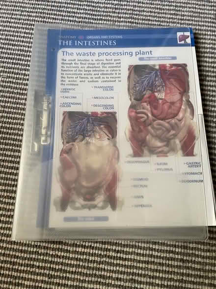 Photo of free Visual biology A4 cards (Golden Green TN11) #3