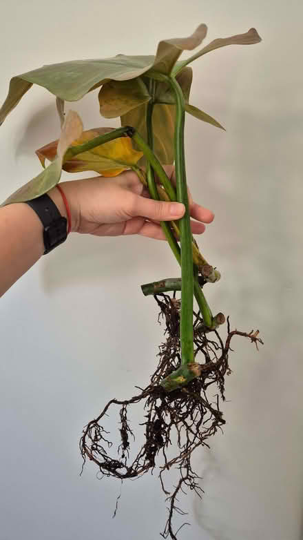 Photo of free Philodendron silver sword props (Kidlington OX5) #2