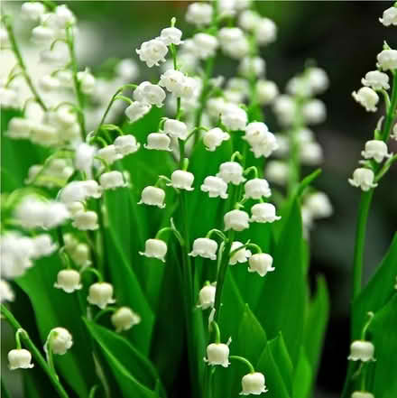 Photo of Lily of the valley plants (Netherfield MK6) #1