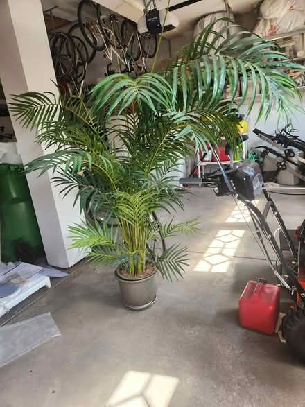 Photo of free Artificial palm (southeast Fort Collins) #1