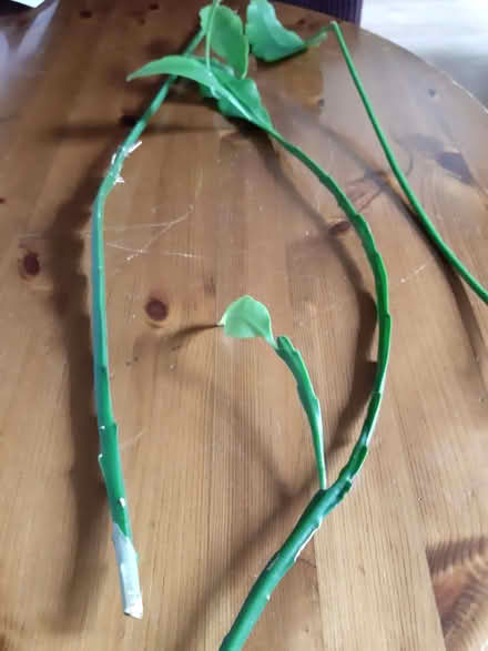 Photo of free Orchid cactus cuttings (Ainsdale PR8) #2