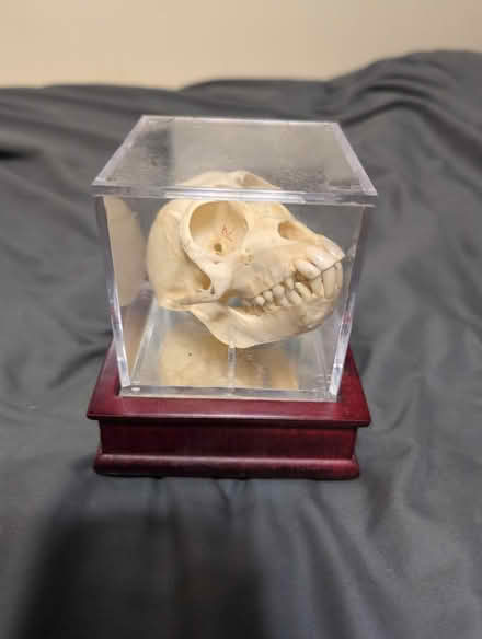 Photo of free Monkey Skull Display (Sable Chase) #1
