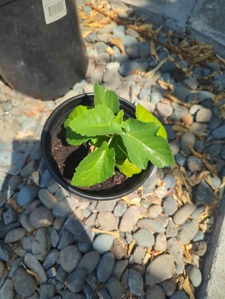 Photo of free fig plantlet (downtown sunnyvale) #2