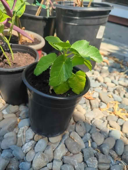 Photo of free fig plantlet (downtown sunnyvale) #1