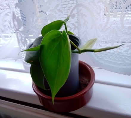 Photo of free House plant (Orton Goldhay) #1