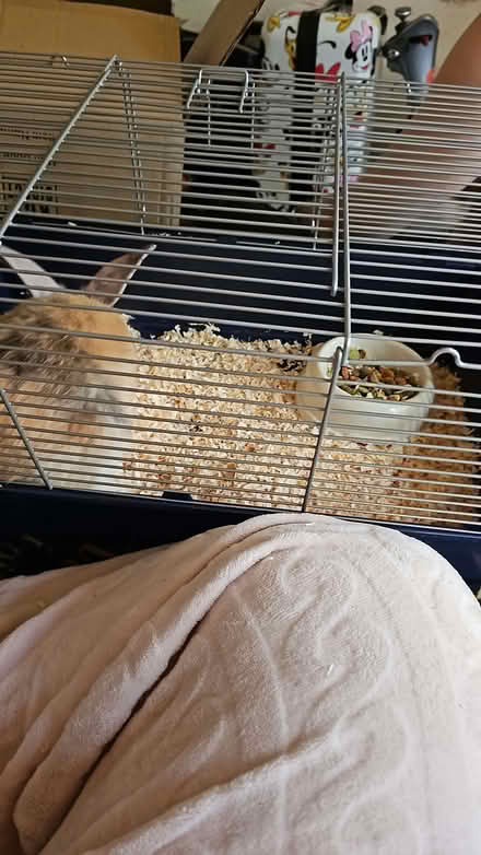Photo of Xl large rabbit cage (New Cross SE14) #1