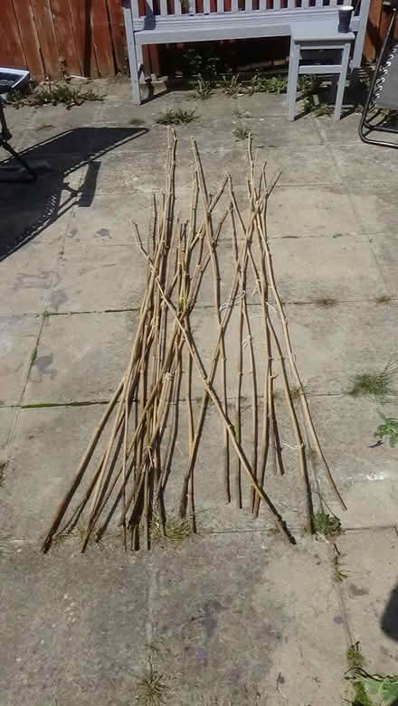 Photo of free Bamboo Canes For Growing plants (S8 Lowedges) #1