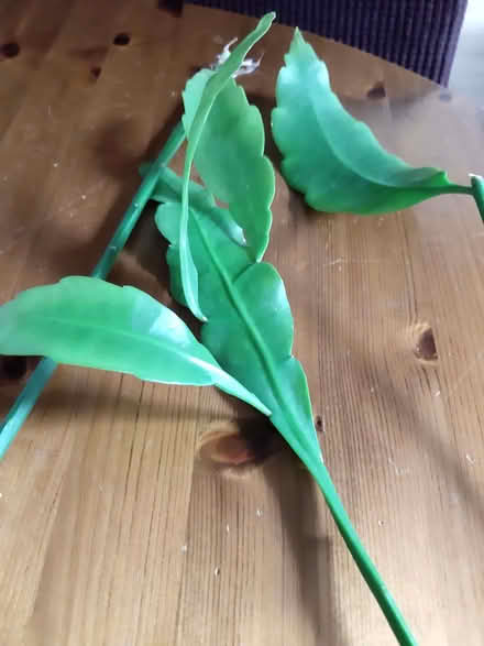 Photo of free Orchid cactus cuttings (Ainsdale PR8) #1