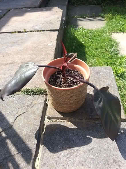 Photo of free Indoor plant (Woodford IG8) #1