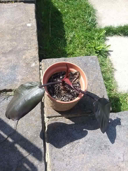 Photo of free Indoor plant (Woodford IG8) #2