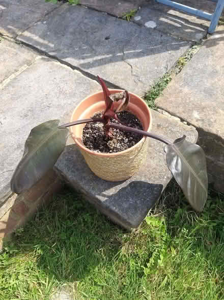 Photo of free Indoor plant (Woodford IG8) #3