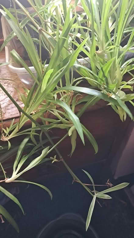 Photo of free Spider plant babies (Holloway road N4) #3