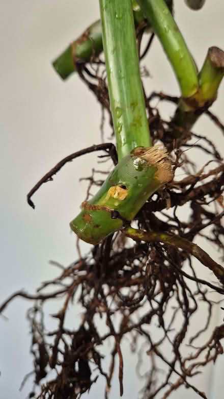 Photo of free Philodendron silver sword props (Kidlington OX5) #1