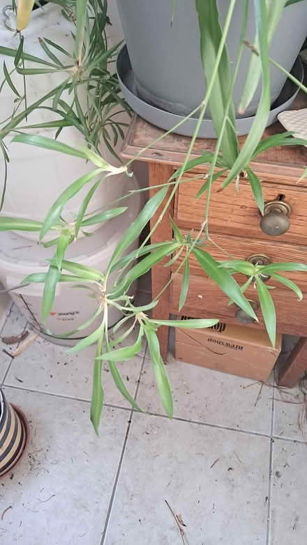 Photo of free Spider plant babies (Holloway road N4) #2