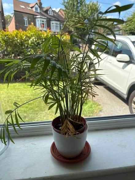 Photo of free Palm plant (Ecclesall S11) #1