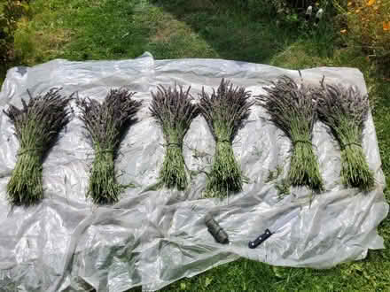 Photo of free 6 bundles of cut dried lavender (Redhill RH1) #1