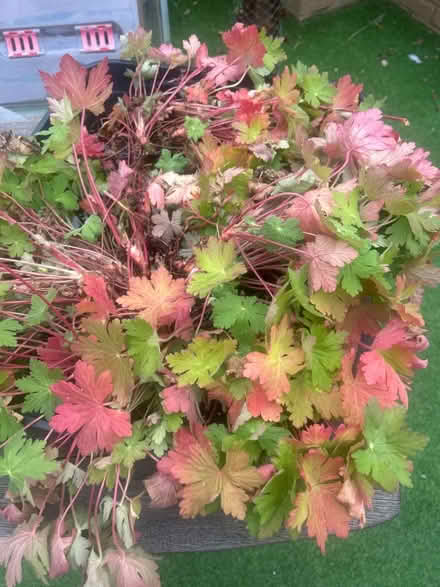 Photo of free Bare root geraniums (Sowerby HX6) #1