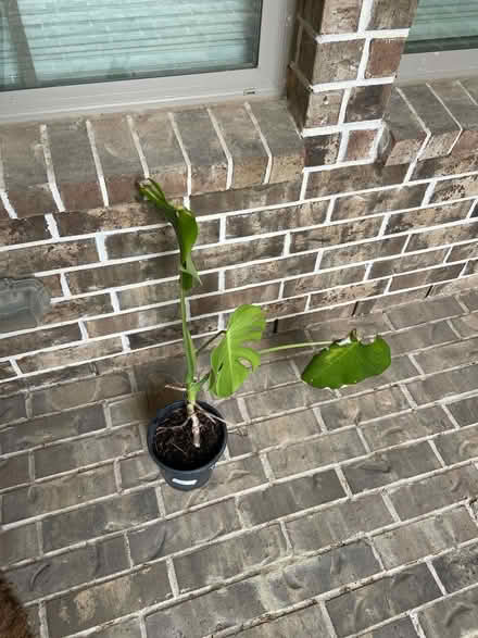 Photo of free plant (Katy near Buckees) #1