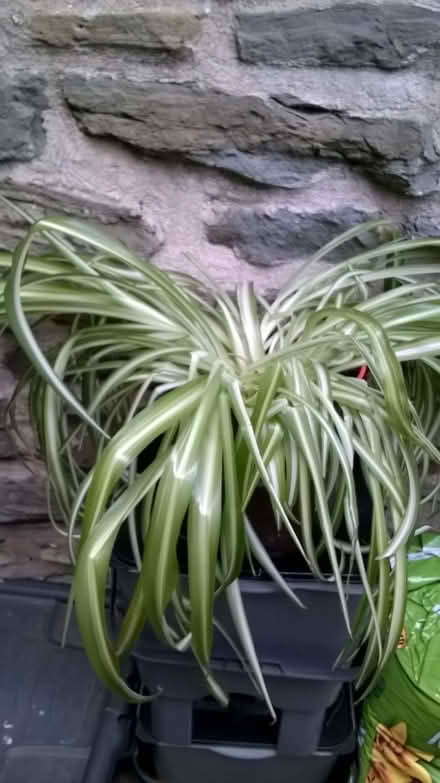 Photo of free Spider plant (Ludlow SY8) #1