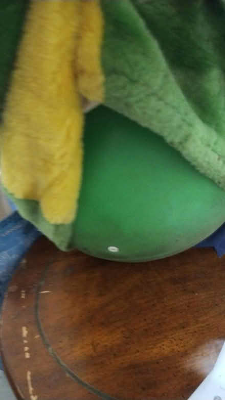 Photo of free Alligator bounce (Allen) #2