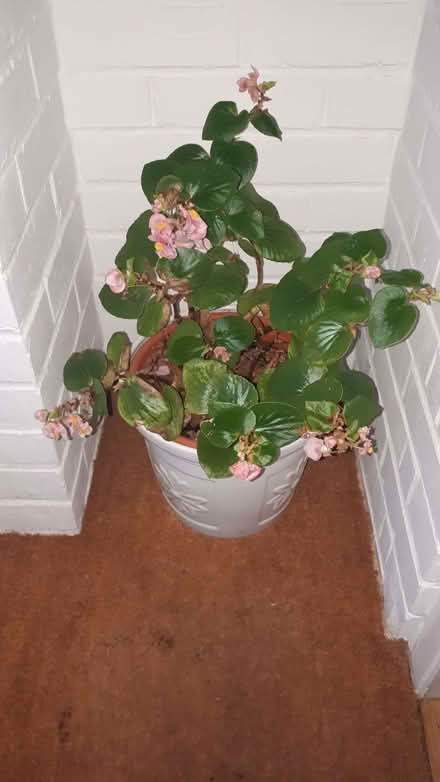Photo of free Begonia Plant (Cressex HP12) #1