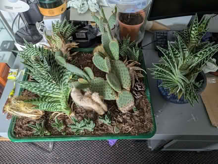 Photo of free Cactus plants (Torrisholme LA4) #2