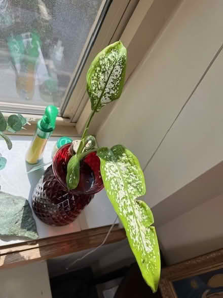 Photo of free Dumb Cane Cutting (UES) #2