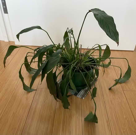 Photo of free Peace lily needs a sunnier home (Dufferin & Eglinton) #1