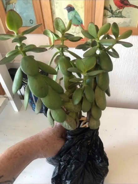 Photo of free House Plant πͺ΄ (Cheshunt En8) #3