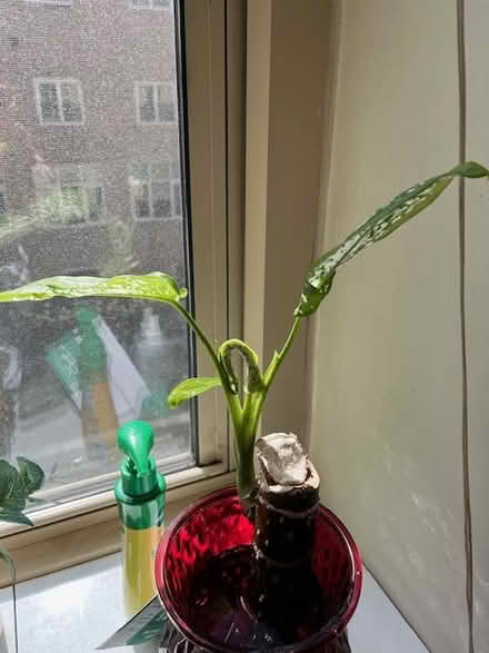 Photo of free Dumb Cane Cutting (UES) #1
