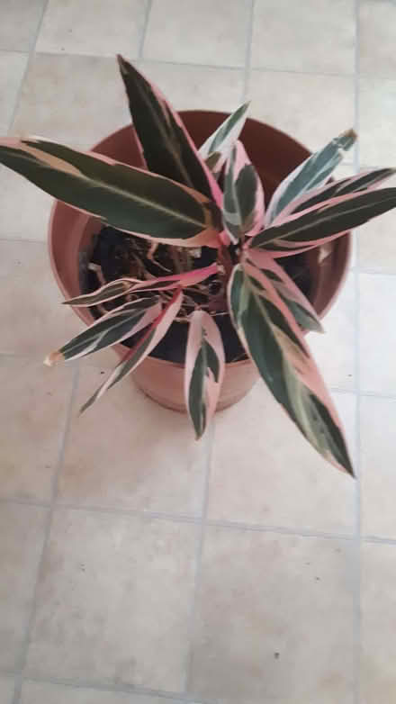 Photo of free House Plant (Cressex HP12) #1
