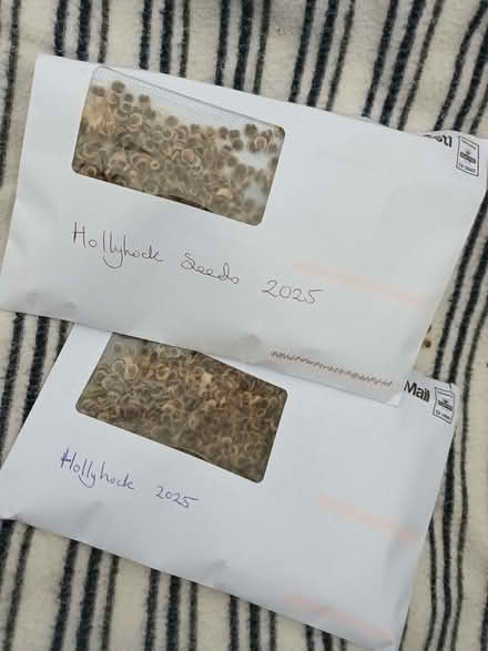 Photo of free Hollyhock flower seeds (Hockley Port B18) #4
