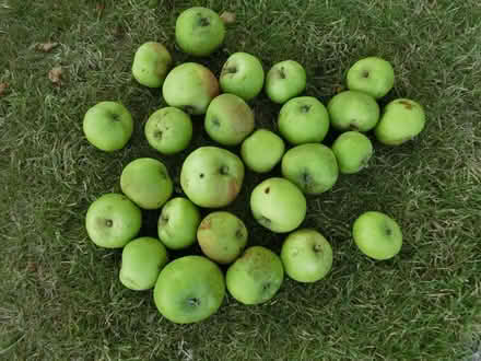 Photo of free Windfall Bramley Apples (North Ascot SL5) #1