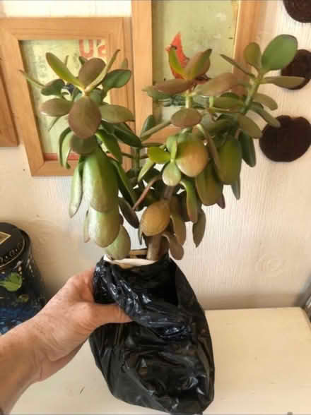 Photo of free House Plant πͺ΄ (Cheshunt En8) #1