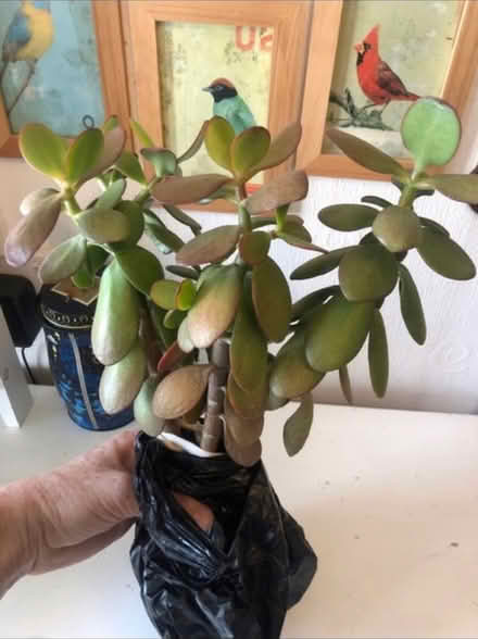 Photo of free House Plant πͺ΄ (Cheshunt En8) #2