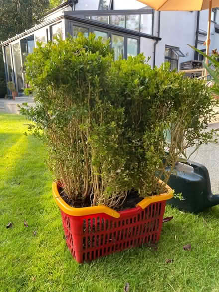 Photo of free Bundle of box bushes (Manchester M20) #1