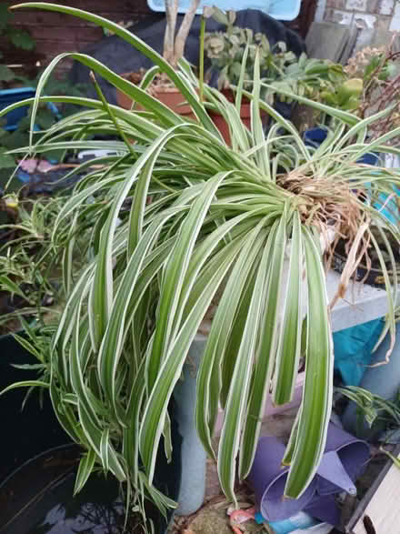 Photo of free Houseplants (Gl4 6GE) #3