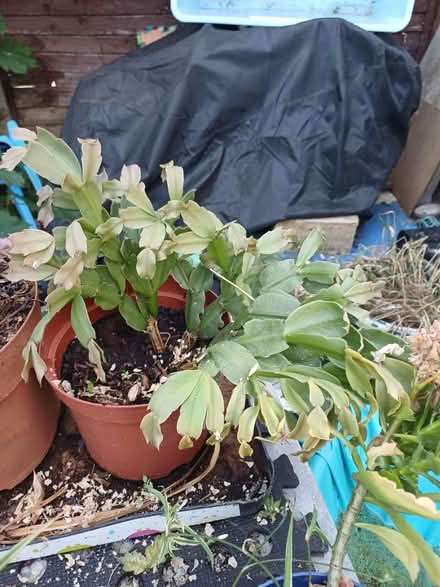 Photo of free Houseplants (Gl4 6GE) #2
