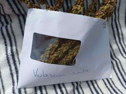 Photo of free Verbascum seeds (Hockley Port B18) #1