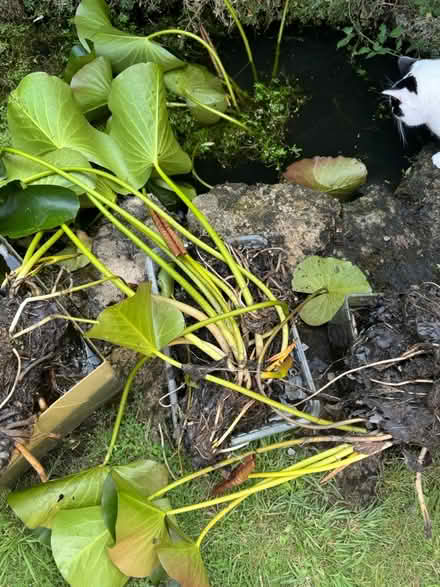 Photo of free Water / Pond Lily (Bath, Swainswick) #1