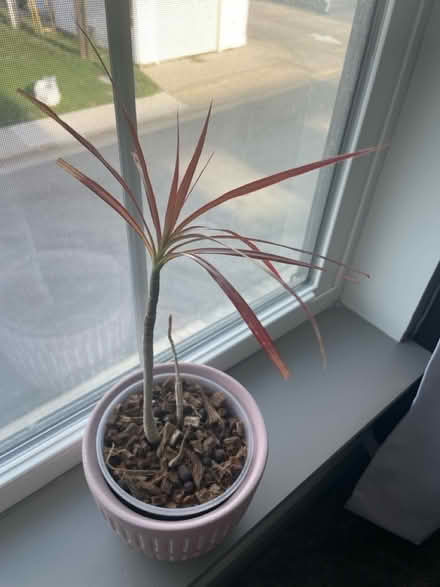 Photo of free House Plant/Pot (dracanea) (Carmel, IN) #1