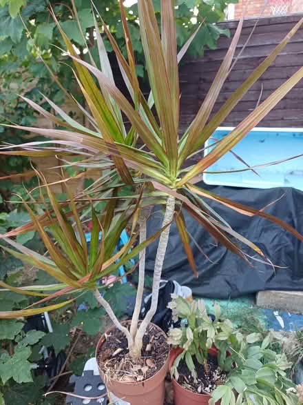 Photo of free Houseplants (Gl4 6GE) #4