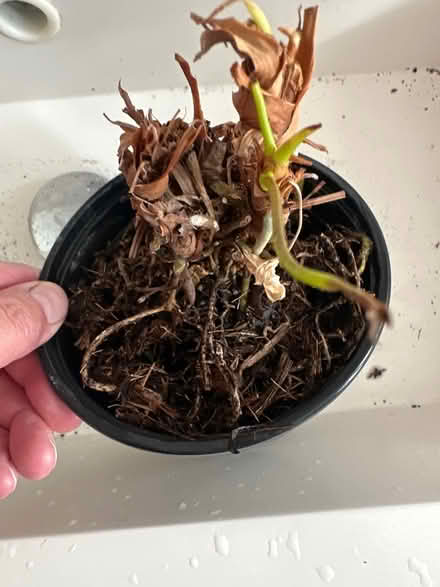 Photo of free House plant (CO4 9 Colchester) #1