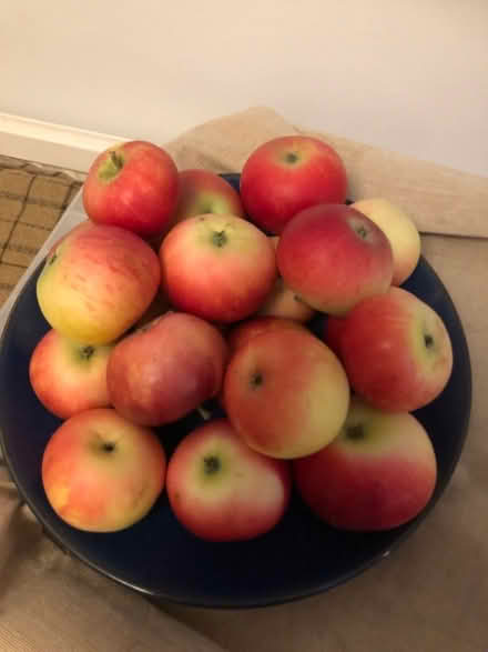 Photo of free Pink lady apples (South Malling BN7) #1